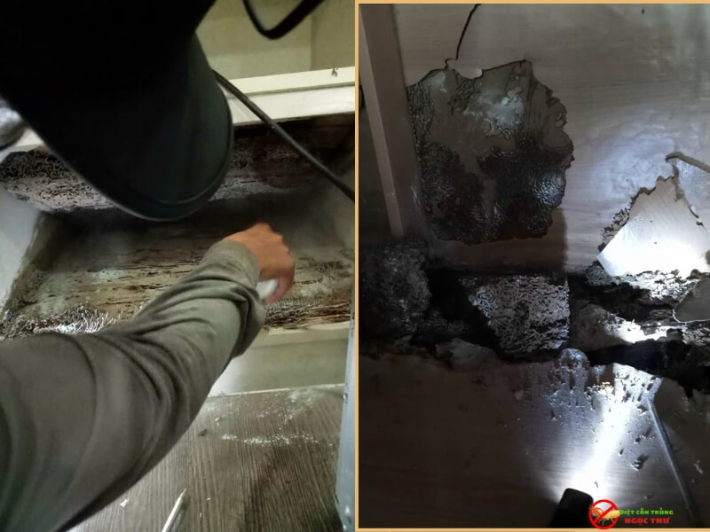 Dịch vụ diệt Mối Ngọc Thư, Diệt tận gốc mối
