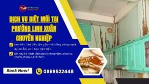 Dịch vụ diệt mối chuyên nghiệp tại phường Linh Xuân