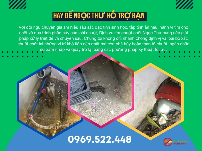 Dịch vụ tìm chuột chết tại Bình Dương - Ngọc Thư