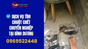 Dịch vụ tìm chuột chết chuyên nghiệp tại Bình Dương