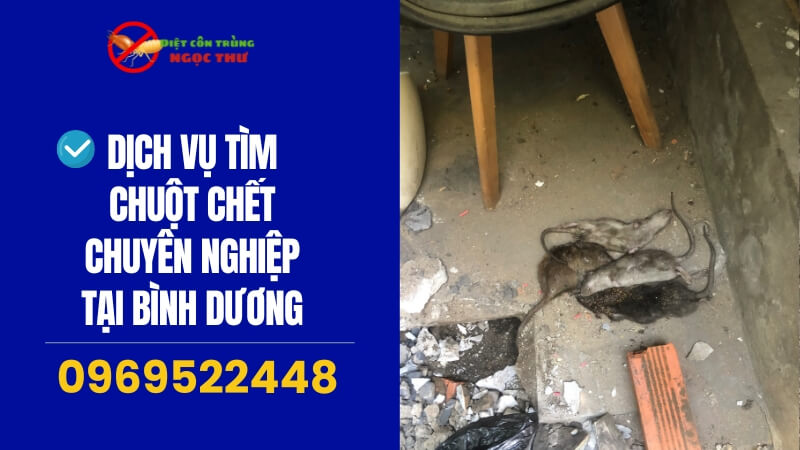 Dịch vụ tìm chuột chết chuyên nghiệp tại Bình Dương