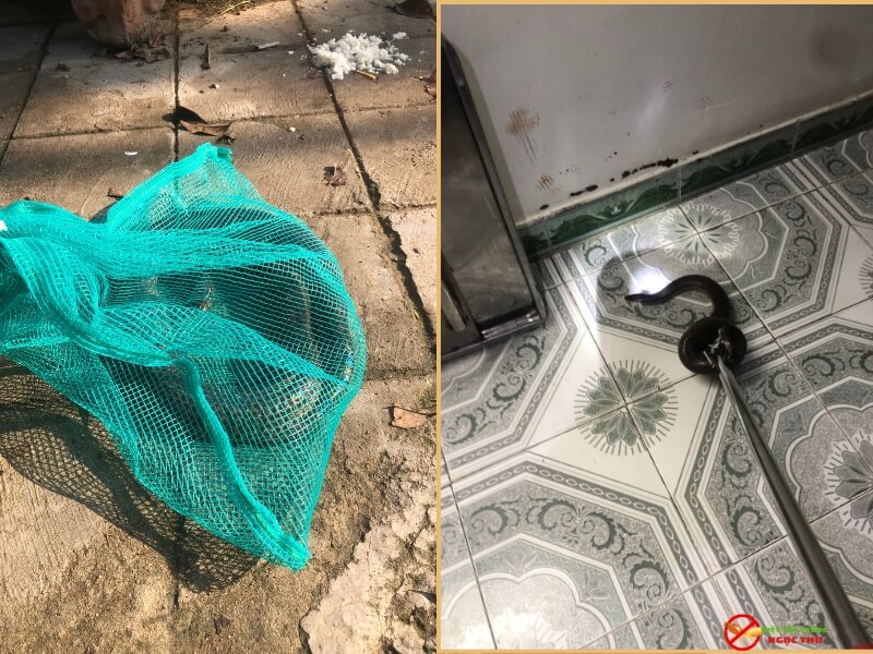 Công Ty Bắt Rắn Chuyên Nghiệp 4 Quy trình bắt rắn an toàn của Ngọc Thư