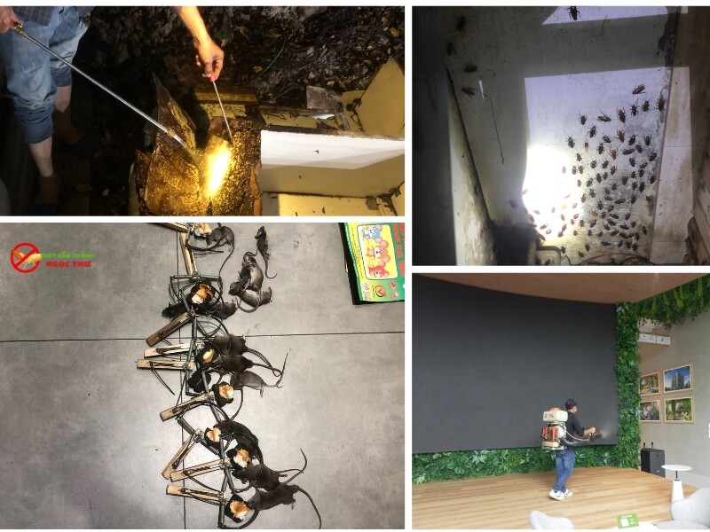 Dịch vụ diệt côn trùng tại Dĩ An, kiểm soát côn trùng chuẩn IPM 2 Dịch vụ diệt chuột, gián, phun muỗi Ngọc Thư