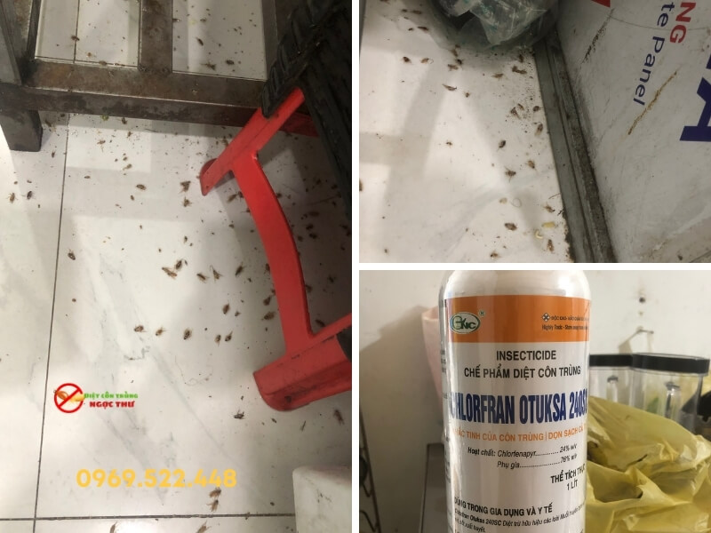 dịch vụ diệt gián tại nhà 2 Dịch vụ diệt gián tại nhà chuyên nghiệp - Ngọc Thư