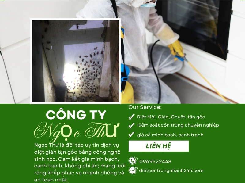 dịch vụ diệt gián tại nhà 3 Công ty diệt gián chuyên nghiệp Ngọc Thư