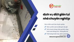 Dịch vụ diệt gián tại nhà chuyên nghiệp