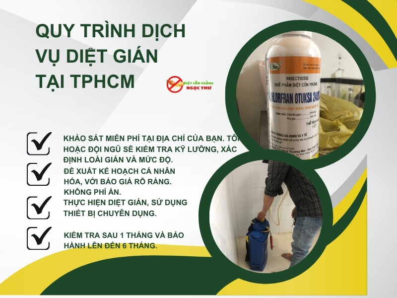 Quy trình diệt gián chuyên nghiệp