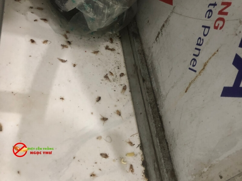 Diệt gián Đức cho quán ăn tại phường Hiệp Bình