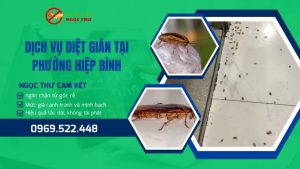 Dịch vụ diệt gián tại phường Hiệp Bình, TP.HCM