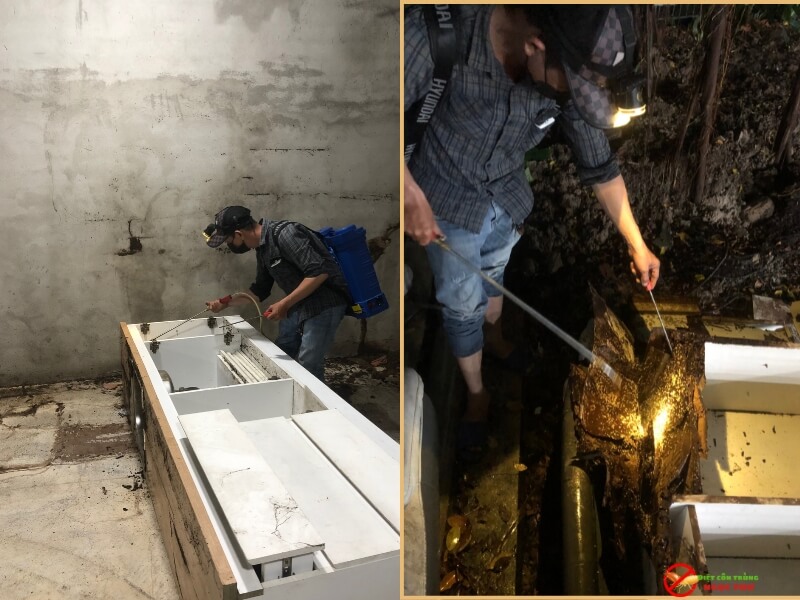 Dịch vụ diệt mối Phường Hiệp Bình – Diệt tận gốc, giá cạnh tranh, bảo hành dài hạn 4 Diệt mối tận gốc - Ngọc Thư