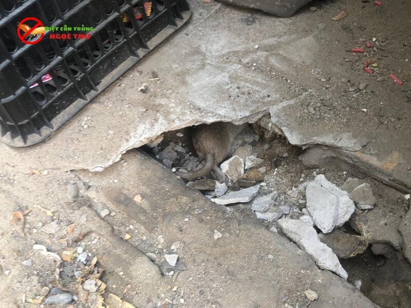 Dịch vụ dọn xác chuột tại nhà 2 Chuột chết trong hang ngay bãi rác trước nhà