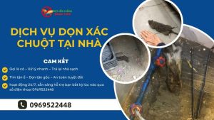Dịch vụ dọn xác chuột tại nhà chuyên nghiệp