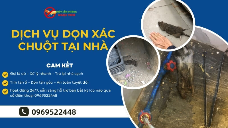 Dịch vụ dọn xác chuột tại nhà 1 Dịch vụ dọn xác chuột tại nhà chuyên nghiệp
