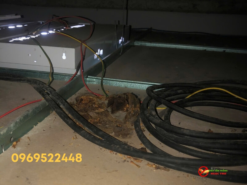 Dịch vụ xử lý mùi hôi chuột chết tại nhà 3 Dịch vụ xử lý mùi hôi chuột chết tại nhà chuyên nghiệp, nhanh chóng