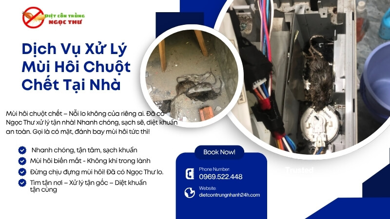 Dịch vụ xử lý mùi hôi chuột chết tại nhà 1 Dịch vụ xuwer lý mùi hôi chuột chết tại nhà của Ngọc Thư