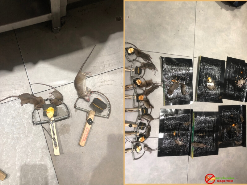 giá dịch vụ diệt chuột 3 Dịch vụ diệt chuột sử dụng bẫy thông minh và bã sinh học an toàn
