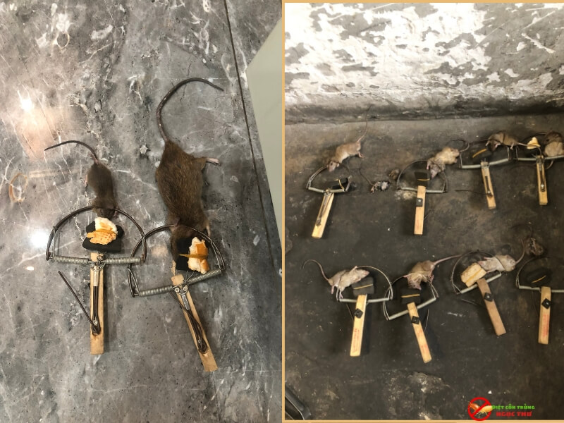 giá dịch vụ diệt chuột 4 Diệt chuột hiệu quả triệt để, an toàn cho trẻ em và thú cưng