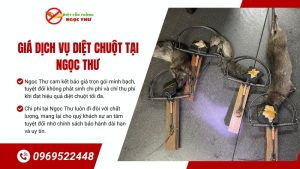 Giá dịch vụ diệt chuột tại Ngọc Thư