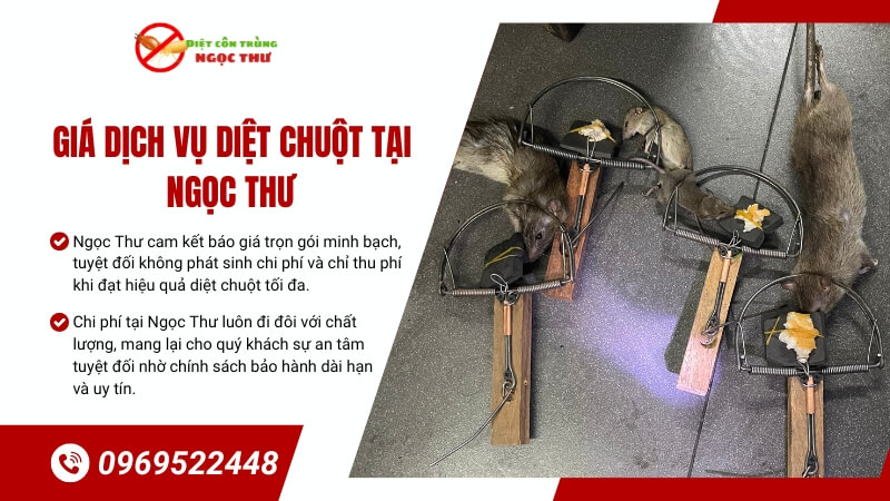 giá dịch vụ diệt chuột 1 Giá dịch vụ diệt chuột tại Ngọc Thư