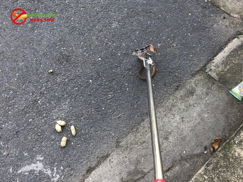 Rắn thường trốn ở đâu trong nhà? 2 Rắn trốn trong nhà vệ sinh và được nhân viên Ngọc Thư dùng gậy bắt rắn chuyên dụng bắt được