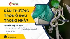 Rắn thường trốn ở đâu trong nhà?