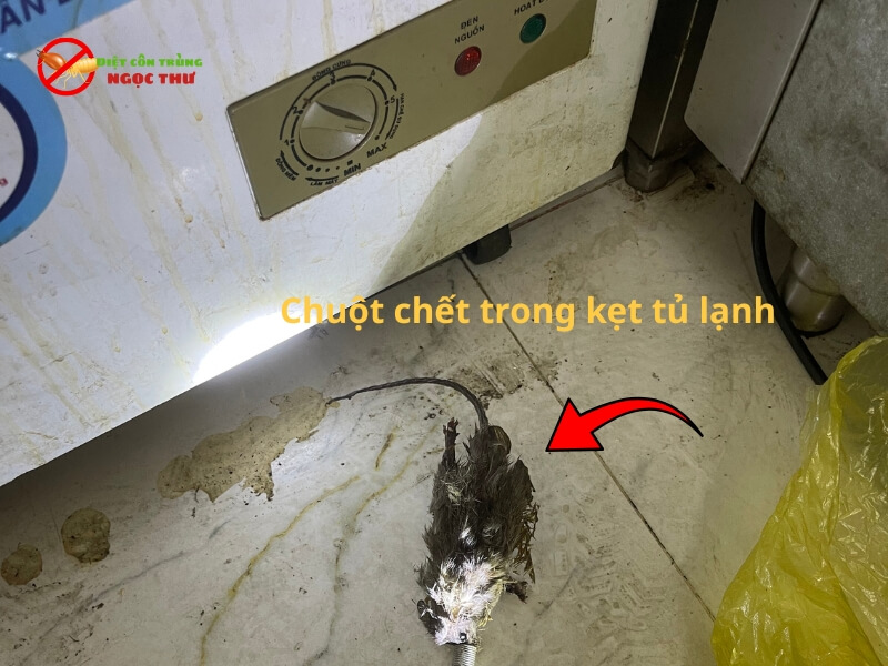 Chuột chết trong kẹt tủ lạnh