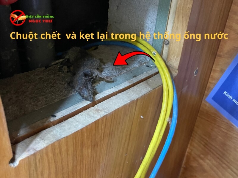 Chuột chết trong hệ thống ống nước