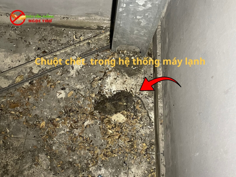 Chuột chết trong hệ thống máy lạnh