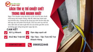 Cách tìm vị trí chuột chết trong nhà nhanh nhất