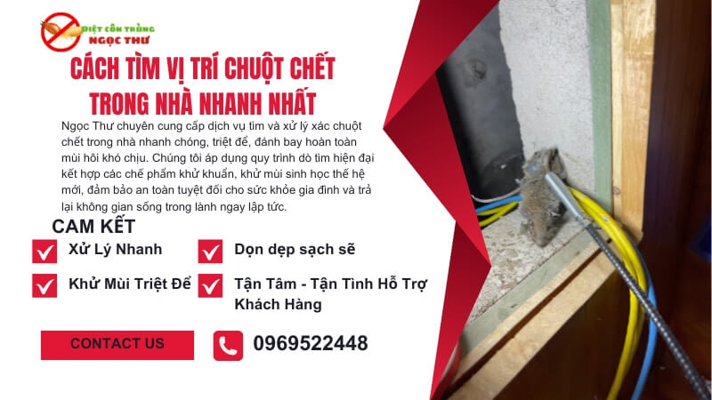 Cách tìm vị trí chuột chết trong nhà nhanh nhất