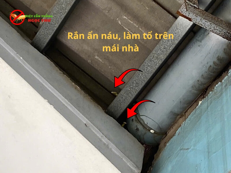 Cách xử lý khi gặp rắn trong nhà 2 Rắn ẩn náu và làm tổ trên mái nhà