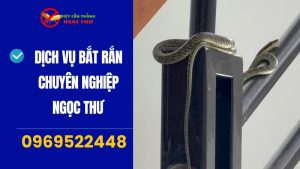 Cách xử lý khi rắn bò vào nhà