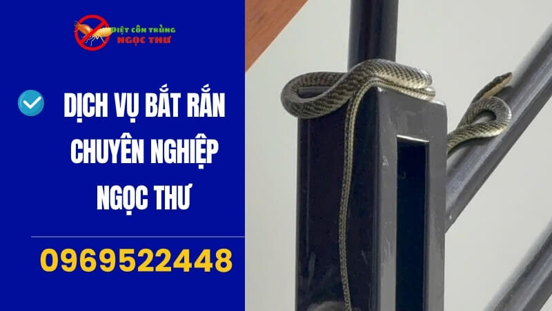 Cách xử lý khi gặp rắn trong nhà 1 Cách xử lý khi rắn bò vào nhà