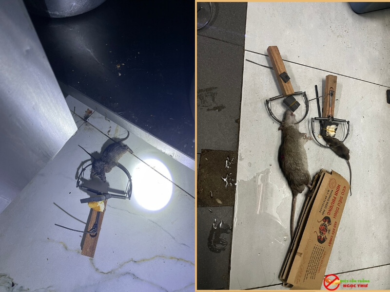 Dịch vụ diệt chuột trọn gói – Giải pháp tận gốc, an toàn, hiệu quả cho nhà hàng, quán ăn, chung cư, văn phòng, căn hộ và nhà dân 3 Dịch vụ diệt chuootkj trọn gói Ngọc Thư luôn sẵn sàng hỗ trợ khách hàng