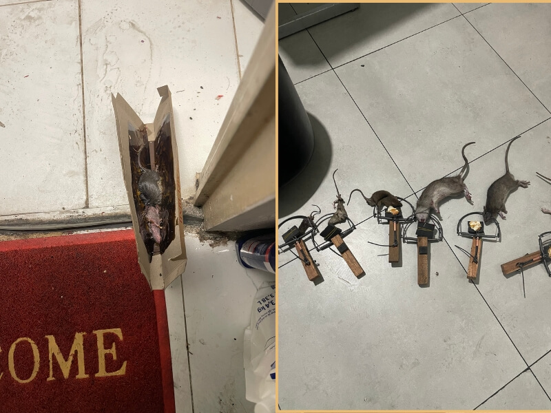 Dịch vụ diệt chuột trọn gói – Giải pháp tận gốc, an toàn, hiệu quả cho nhà hàng, quán ăn, chung cư, văn phòng, căn hộ và nhà dân 4 Với quy trình diệt chuột chuyên nghiệp