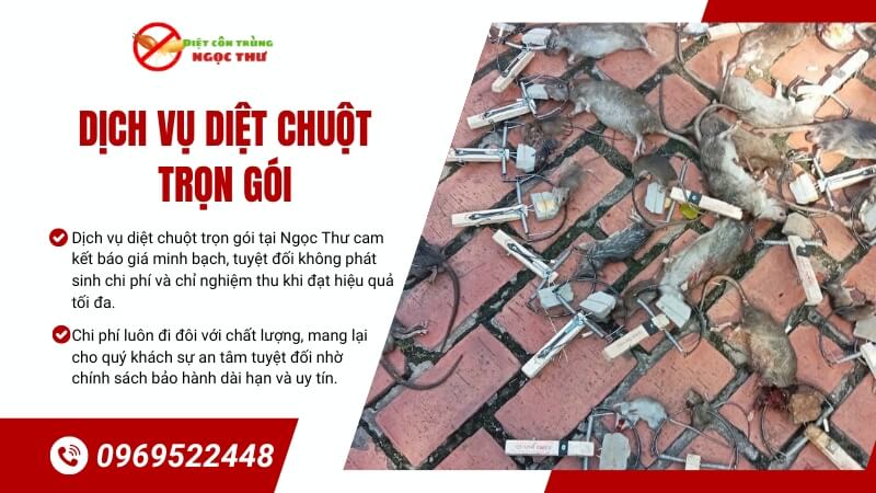 Dịch vụ diệt chuột trọn gói – Giải pháp tận gốc, an toàn, hiệu quả cho nhà hàng, quán ăn, chung cư, văn phòng, căn hộ và nhà dân 1 Dịch vụ diệt chuột trọn gói - Ngọc Thư