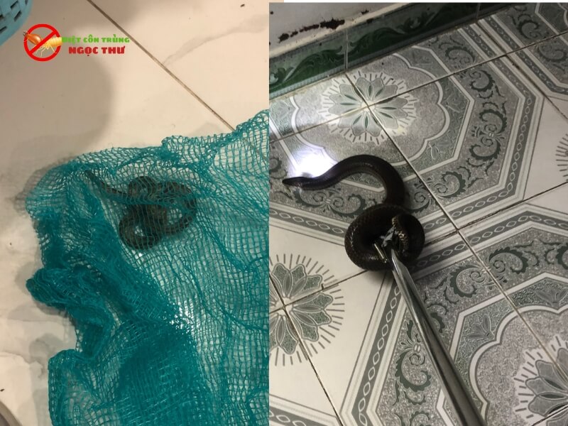 Đội ngũ thợ bắt rắn chuyên nghiệp, lành nghề
