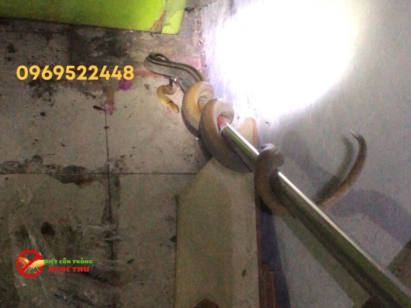 bắt rắn hổ ngựa bò vào nhà dân