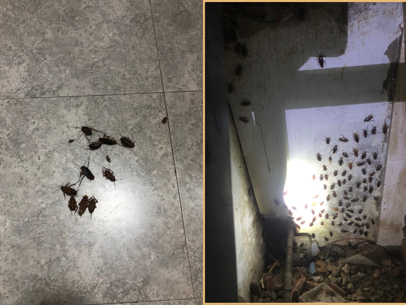Cách diệt gián Mỹ hiệu quả nhất