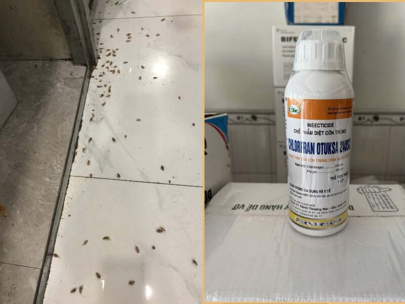 Diệt gián bằng hóa chất chuyên dụng và đúng kỹ thuật