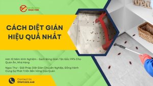 Cách diệt gián hiệu quả nhất