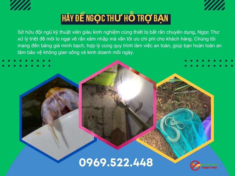 Hãy thuê thợ bắt rắn nếu thấy không an toàn