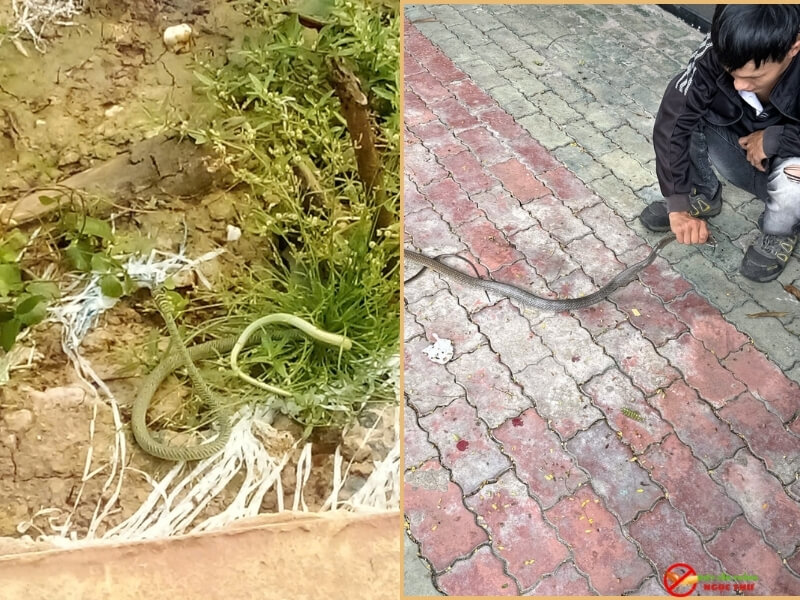 Chi phí thuê thợ bắt rắn tại TPHCM