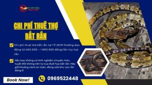 Chi phí thuê thợ bắt rắn