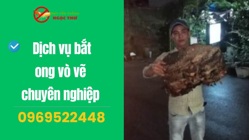 Dịch vụ bắt ong vò vẽ chuyên nghiệp 1 Dịch vụ bắt ong Vò Vẽ chuyên nghiệp