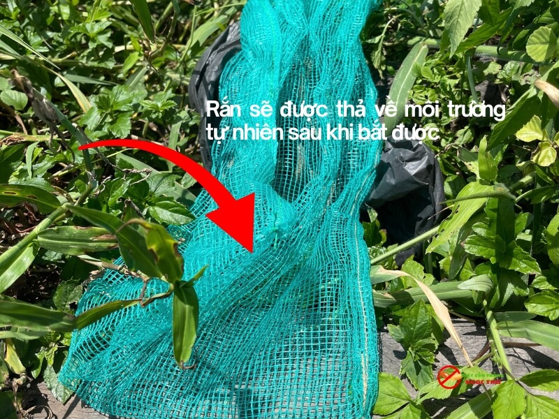 Thả rắn về môi trường tự nhiên sau khi bắt được