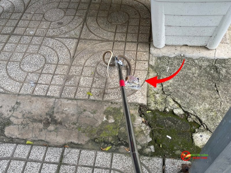 Bắt rắn khẩn cấp và an toàn