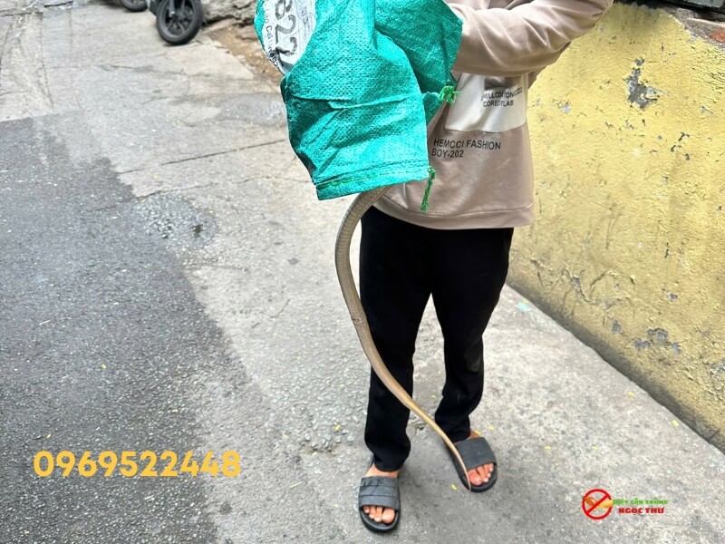 dịch vụ bắt rắn khẩn cấp Ngọc thư luôn sẵn sàng phục vụ 24/7