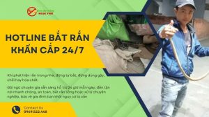 Hotline bắt rắn khẩn cấp tại nhà
