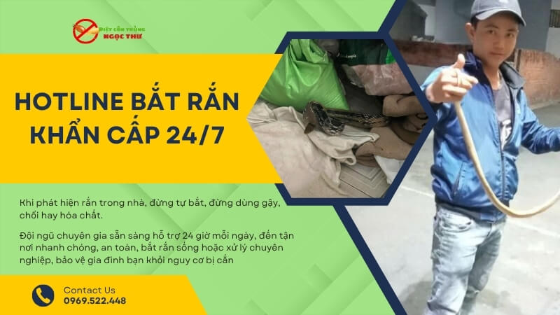 Hotline bắt rắn khẩn cấp tại nhà